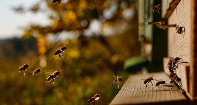 Пчёлы: мир в сотах